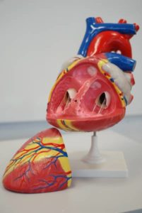 Modell des Herzens